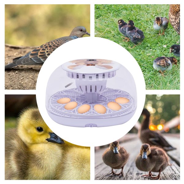 Incubateur à œufs - Contrôle de la température - Incubateur automatique pour œufs de poule, volaille