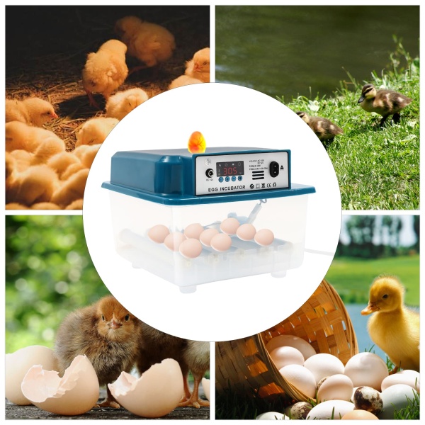 Incubateur entièrement automatique 16 œufs - Double alimentation - Incubateur intelligent - Petit chauffe-eau automatique de régulation de la température